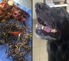 Dog Eats 62 Hairbands, 8 Pairs Of Underwear, Lives To Tell The Tail [V