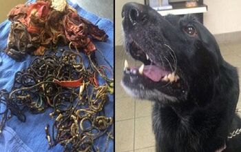Dog Eats 62 Hairbands, 8 Pairs Of Underwear, Lives To Tell The Tail [V