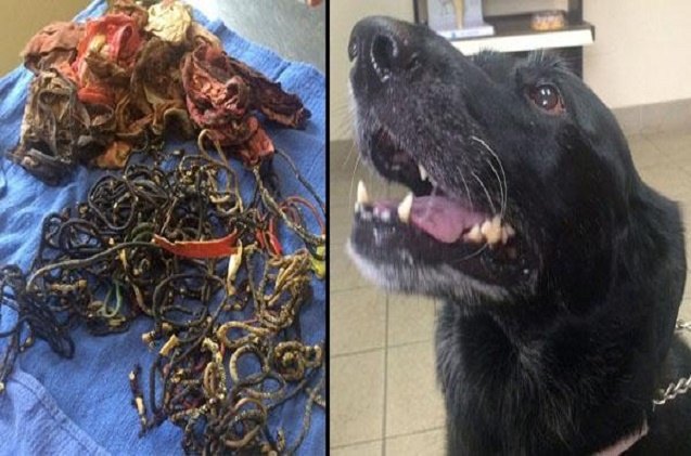 dog eats 62 hairbands 8 pairs of underwear lives to tell the tail v