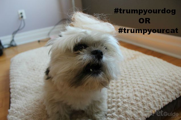 you 8217 re haired dogs wearing trump hair