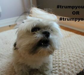 youre haired dogs wearing trump hair