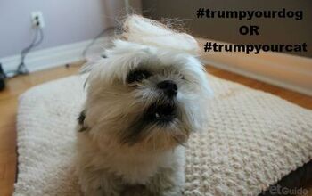 You’re Haired: Dogs Wearing Trump Hair