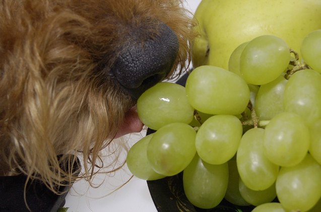 don 8217 t serve up these dangerous foods for dogs