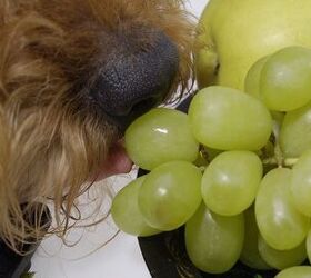 Don’t Serve Up These Dangerous Foods For Dogs