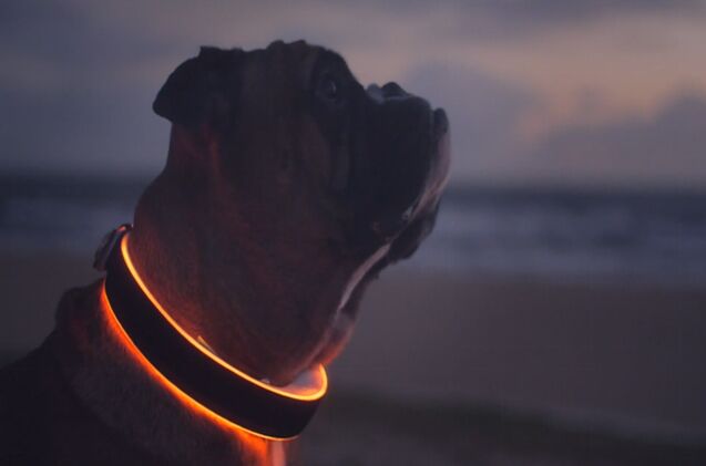 high tech buddy collar shines led light on your dog 8217 s health and much more