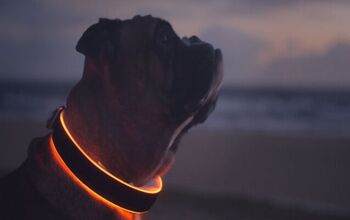 High-Tech Buddy Collar Shines LED Light On Your Dog’s Health And Muc
