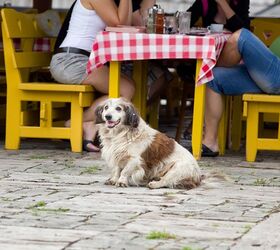 Miss Manner’s Top 10 Tips For Pooch Patio Etiquette