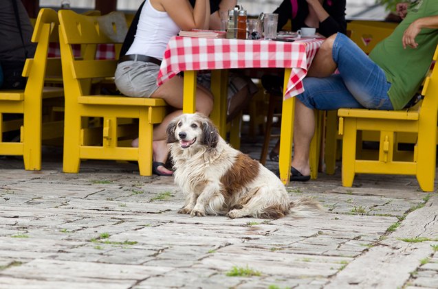 miss manners top 10 tips for pooch patio etiquette
