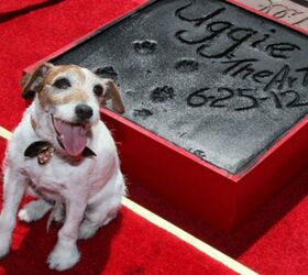 RIP Uggie: The Canine Star Of “The Artist” Dies