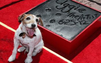 RIP Uggie: The Canine Star Of “The Artist” Dies