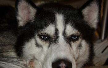7 Annoying People Peeves Your Dog Hates (But Can’t Tell You To Stop)