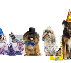 It’s The Best Day Ever! Celebrate National Dog Day On August 26 | PetGuide