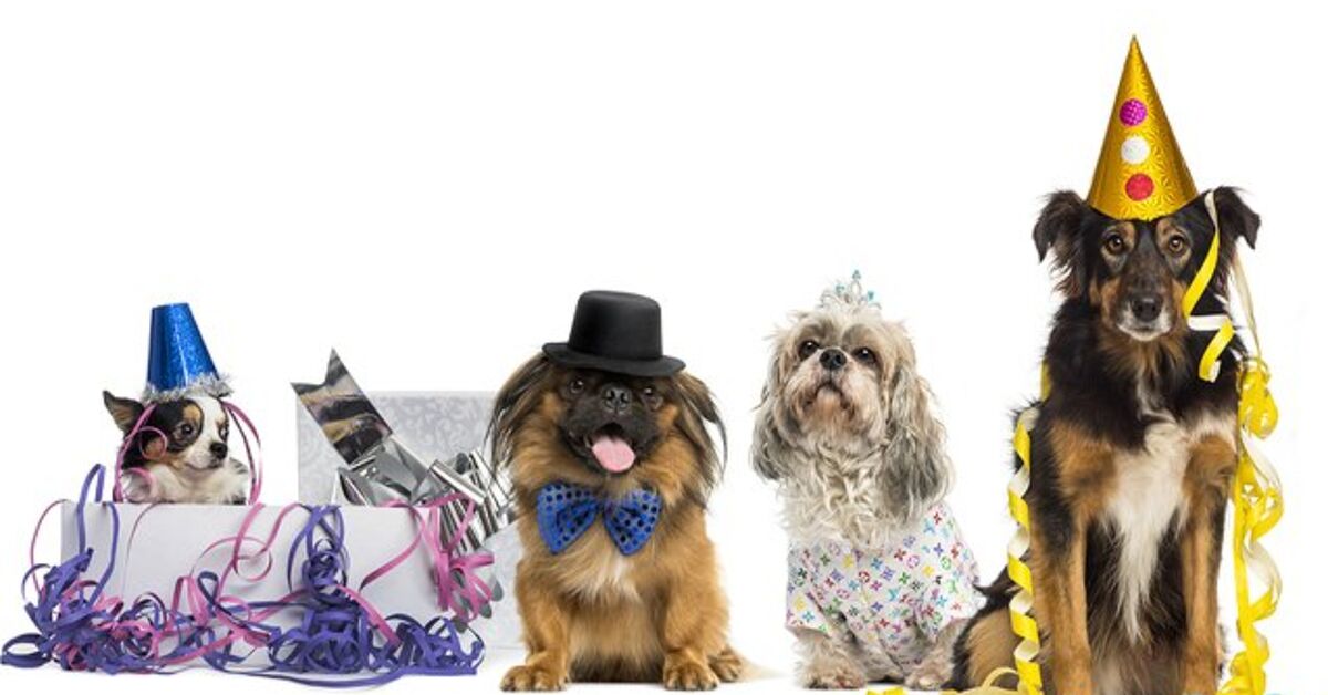 It’s The Best Day Ever! Celebrate National Dog Day On August 26 | PetGuide