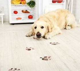 Keep Your Home Safe And Spotless With Pet-Friendly Natural Cleaning Pr