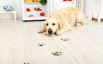 Keep Your Home Safe And Spotless With Pet-Friendly Natural Cleaning Pr