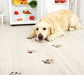 how to keep your floors clean with dogs