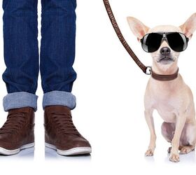 ask the hairy dogfathers no walkies no lovin 8217