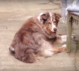 dog too hot to bother with fur plucking bird video