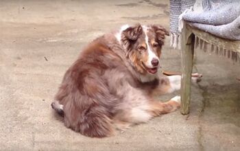 Dog Too Hot To Bother With Fur-Plucking Bird [Video]