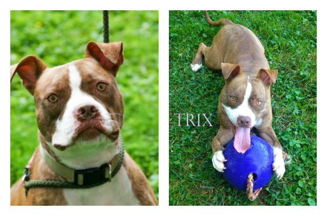 adoptable dog of the week 8211 trix
