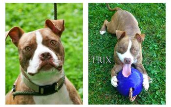 Adoptable Dog Of The Week – Trix