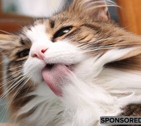 Tame Your Cat’s Hairballs With Wellness Natural Hairball Control For