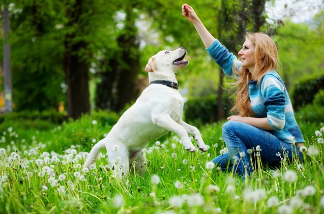 5 books to help improve communication with your dog