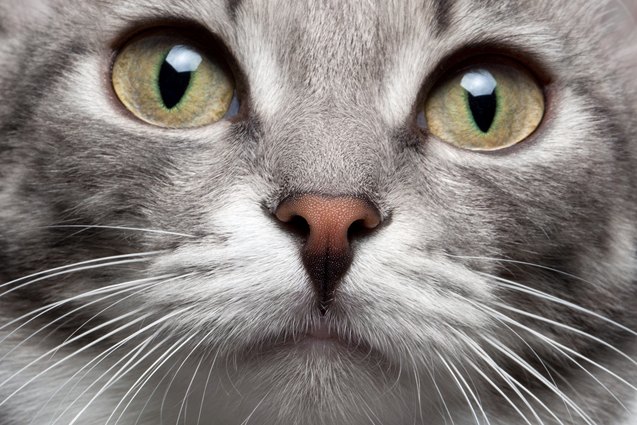 top 10 cool facts about cats you didnt know