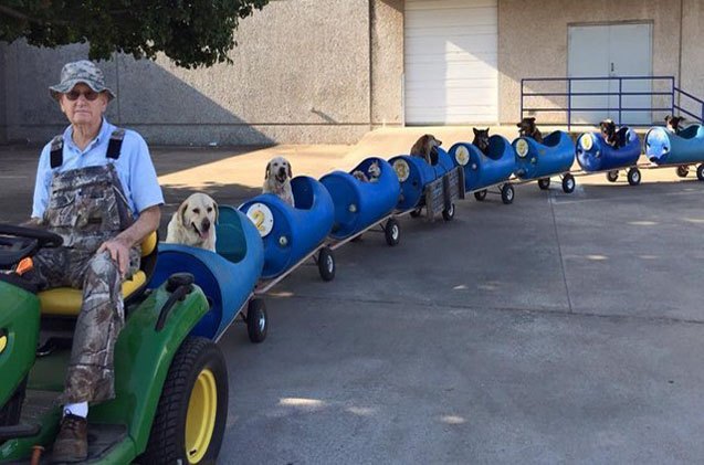 retiree takes rescue pups on 8220 chew chew 8221 rides with custom built dog