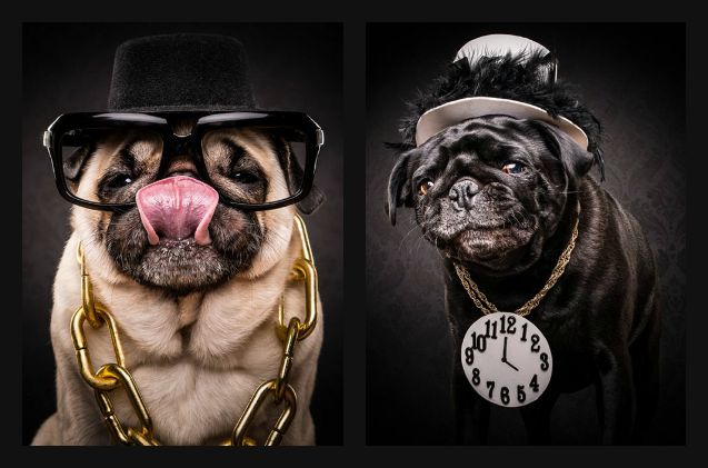 drop it like it 8217 s cute these pugs are here to represent