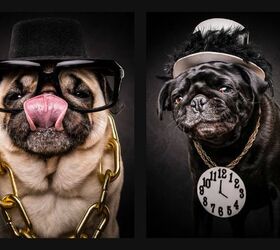 drop it like its cute these pugs are here to represent