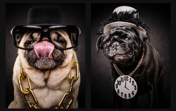 Drop It Like It’s Cute: These Pugs Are Here To Represent