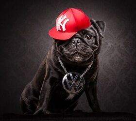 drop it like its cute these pugs are here to represent