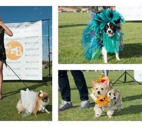 Arizona’s Most Flamboyant Dog Fashion Show Is So Fetch!
