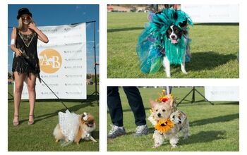 Arizona’s Most Flamboyant Dog Fashion Show Is So Fetch!