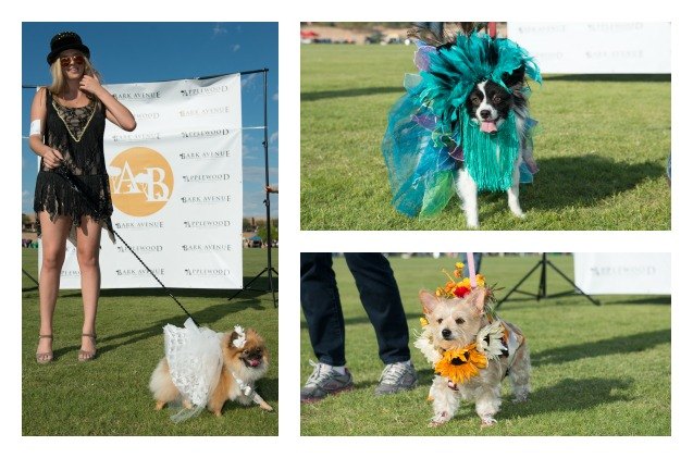 arizonas most flamboyant dog fashion show is so fetch