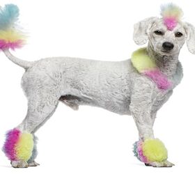Ask The Hairy Dogfathers: It’s A Groomin’ Rainbow Nightmare