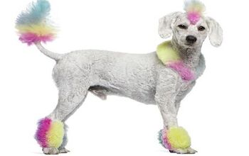 Ask The Hairy Dogfathers: It’s A Groomin’ Rainbow Nightmare