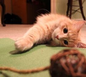 review feline yogi 8217 s yoga mat toy