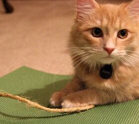 review feline yogis yoga mat toy