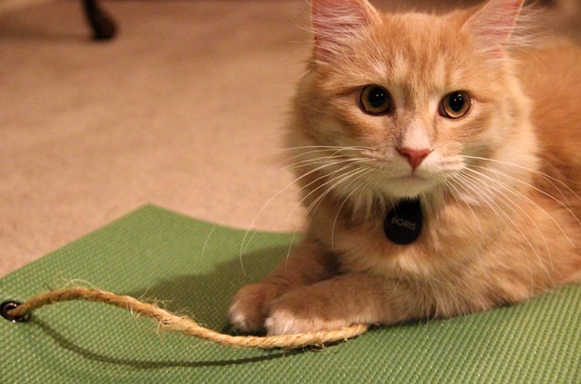 review feline yogis yoga mat toy
