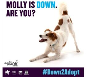 MTV2 Wants To Know If You’re #Down2Adopt [Video]