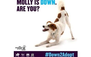 MTV2 Wants To Know If You’re #Down2Adopt [Video]