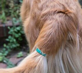 track your dogs mood with tailtalk emotion sensor