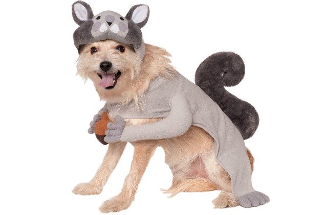 top 10 dog halloween costumes