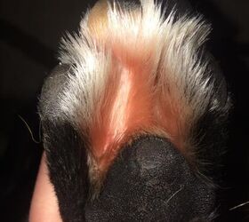 5 Foot Friendly Tips That Will Save Your Athletic Dog S Paws Petguide