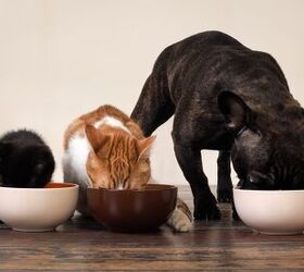 The Best Pet Dishes That Add Class To Your Kitchen