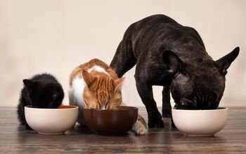 The Best Pet Dishes That Add Class To Your Kitchen