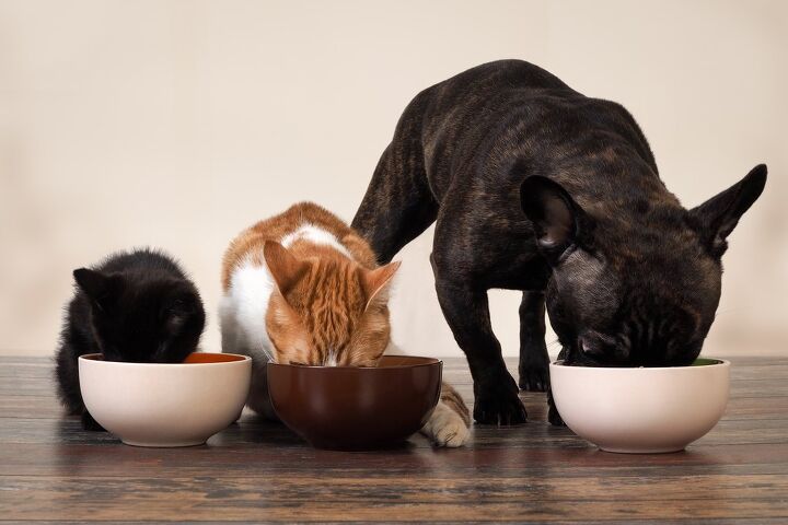 the best pet dishes that add class to your kitchen