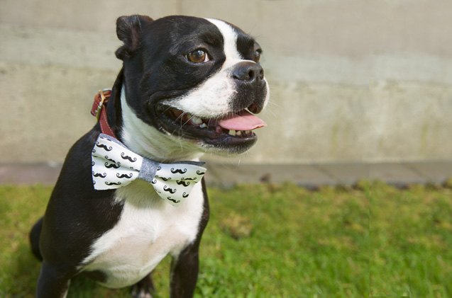 top 10 dog bow ties for 2015